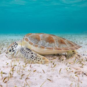 Bahamas